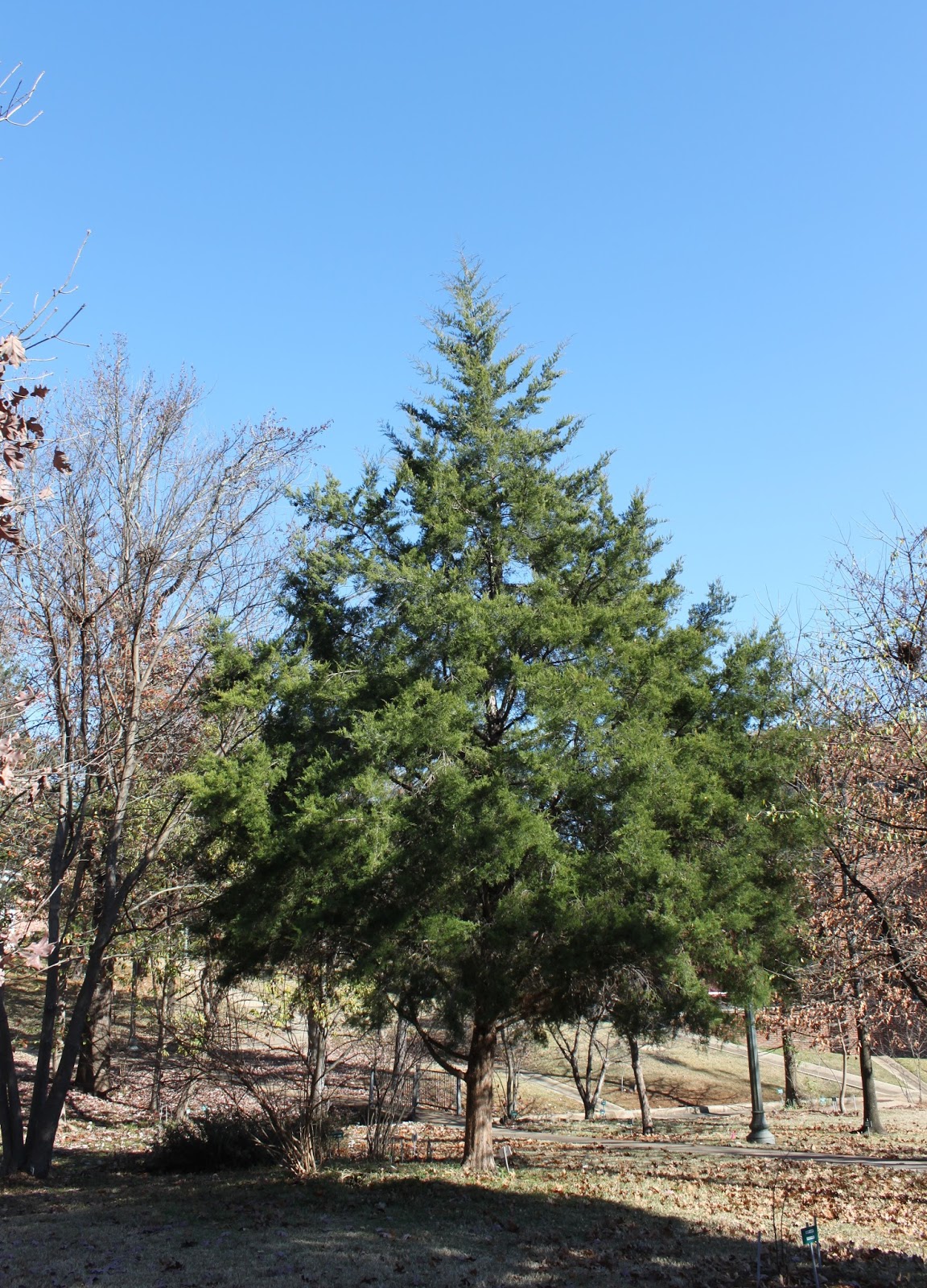 Centenary College Arboretum Tree of the Week Eastern Red Cedar
