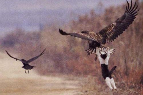 funny+picture+of+-bird+attacks+cat.jpg