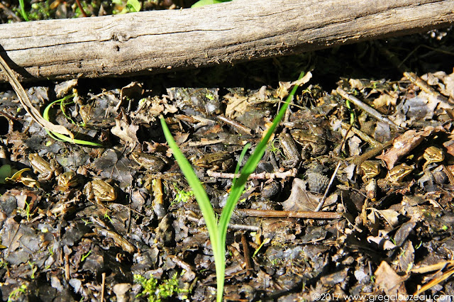 Regroupement de jeunes grenouilles vertes Fontainebleau
