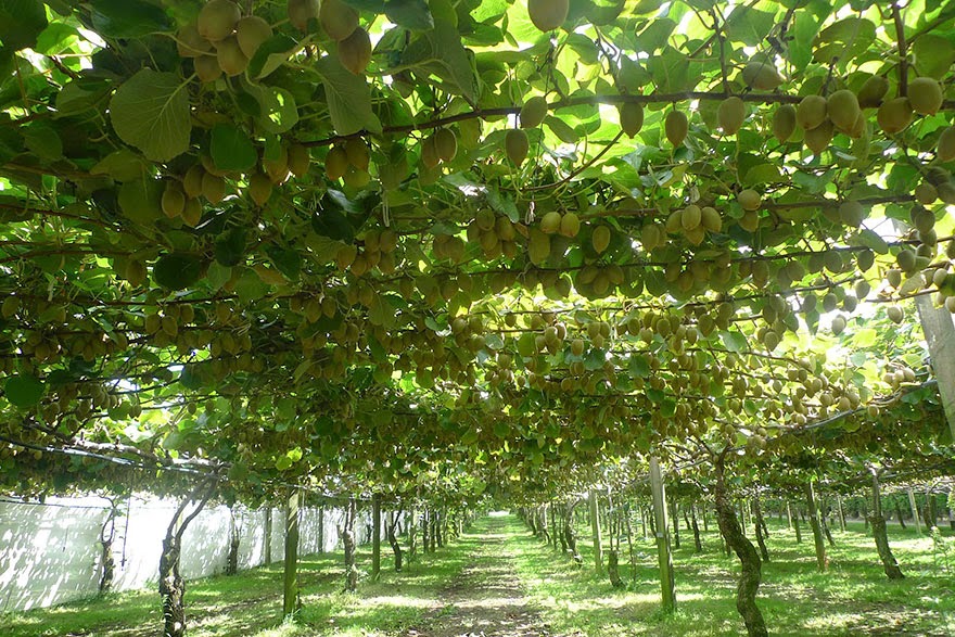 Do You Know What Your Favorite Foods Look Like While Growing - Juicy kiwis grow on vines, too.