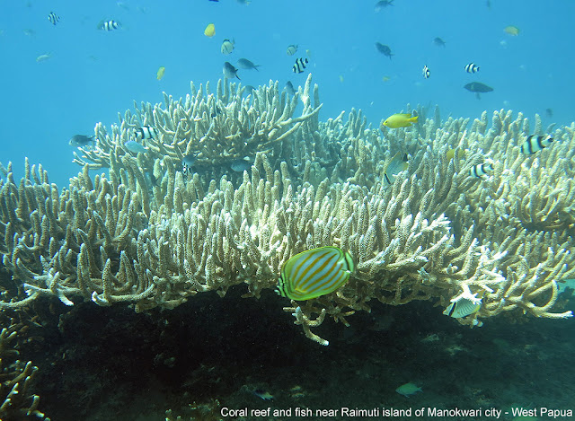 Dunia bawah laut di Papua Barat