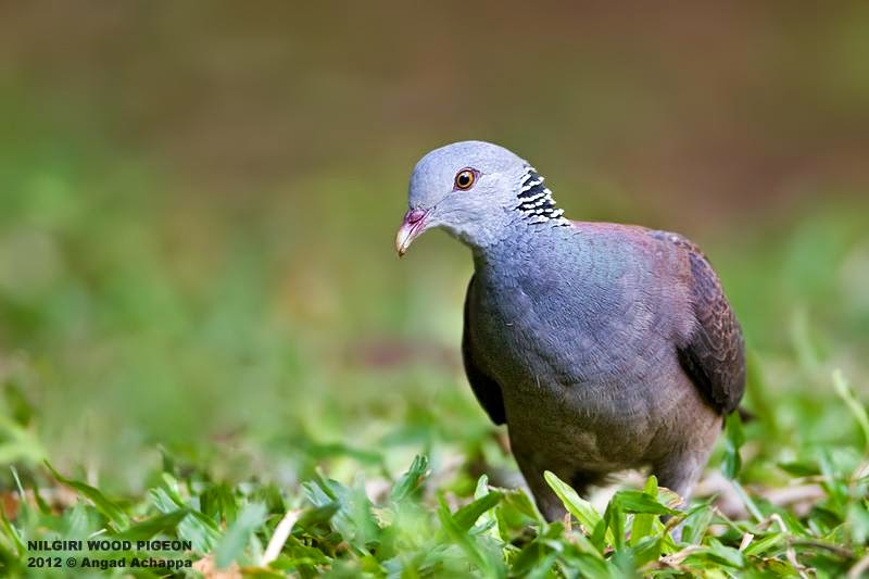 Nilgiri wood pigeon Columba elphinstonii