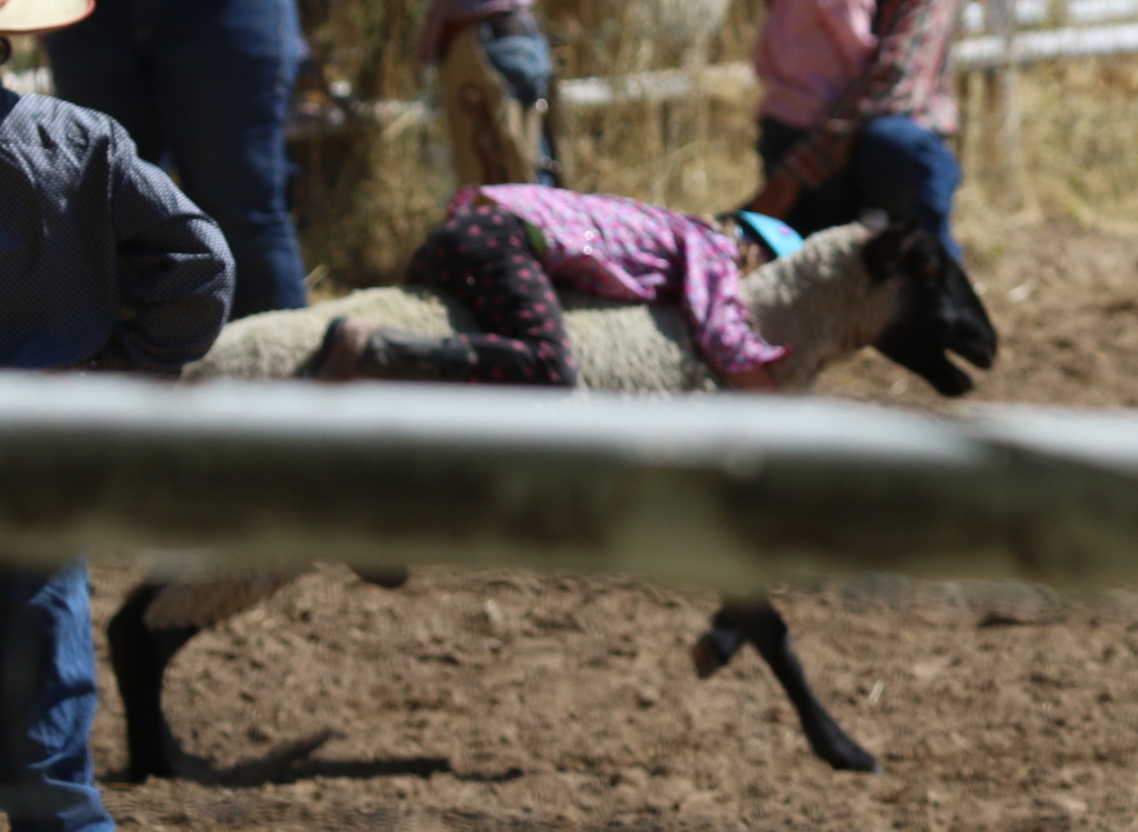 Desert Survivor Labor Day Kids Rodeo at Leamardo Days, Leamington, Utah