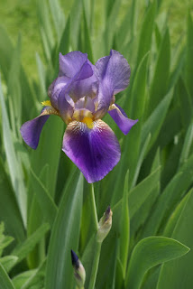 Iris échappé des jardins Iris échappé des jardins
