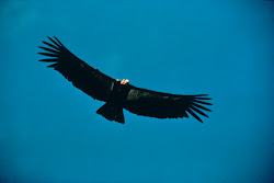california condor flying bird largest birds flight north america idaho nature notes californianus gymnogyps endangered portrait