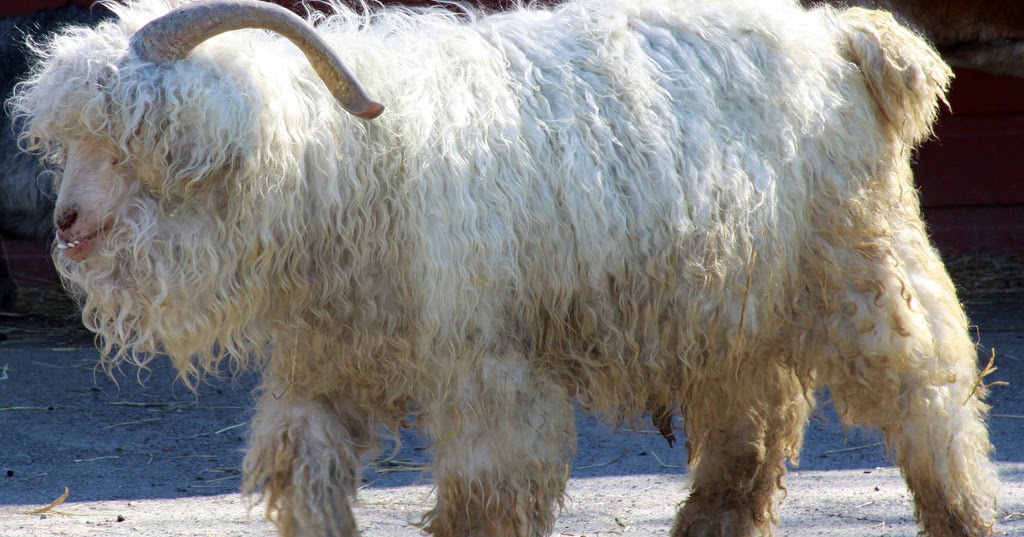 The brief description of Mohair and Cashmere Wool Textile Points