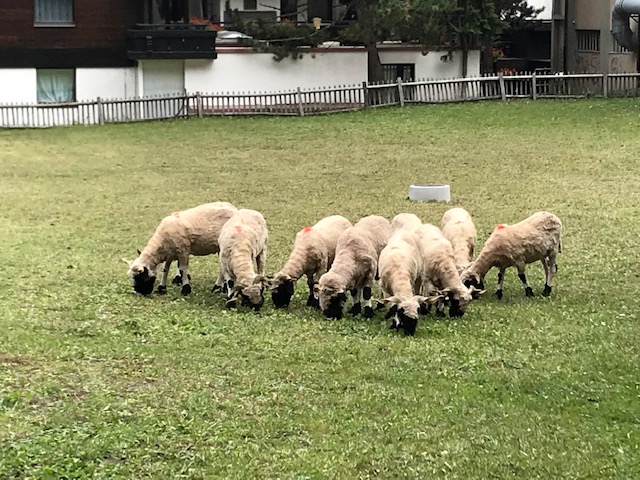 ツェルマットの町中の庭にいた羊達