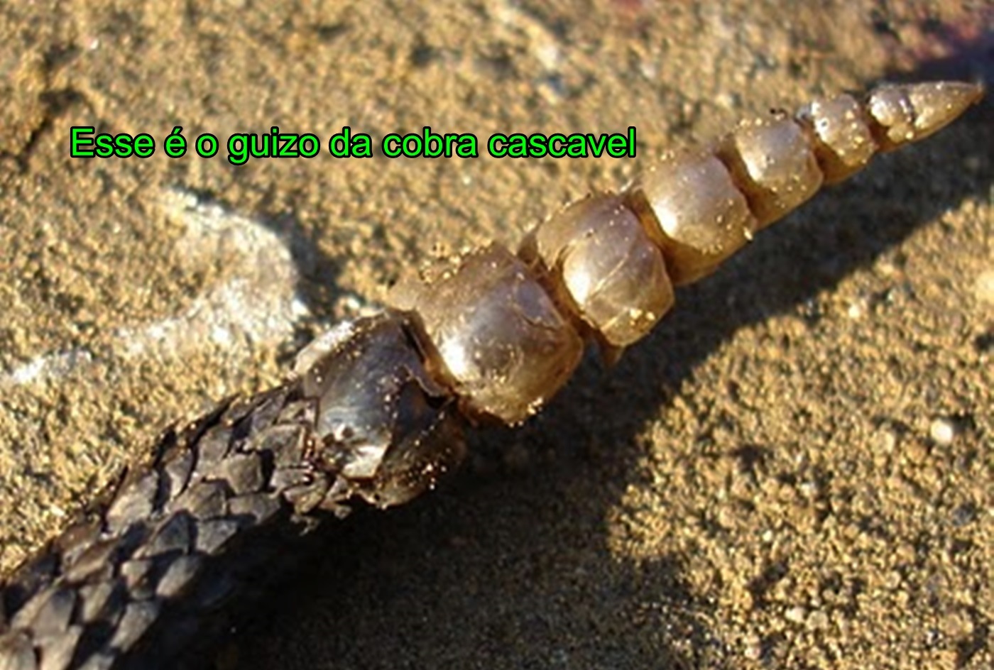 Blog do Edu Ambiental Cascavel