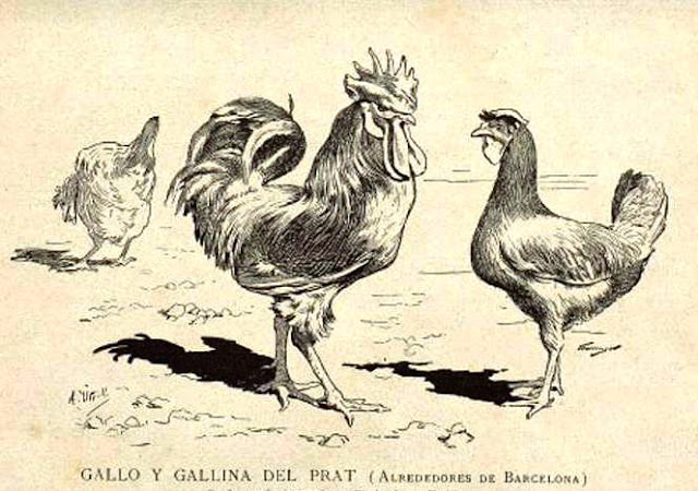 Gallo y gallina del Prat (La Avicultura Práctica, Areyns de Mar, noviembre de 1896)