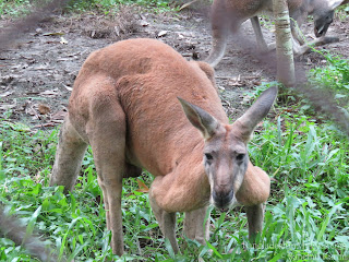 Kangaroo, Safari Park 