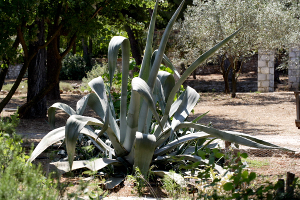Agave americana Αθάνατος