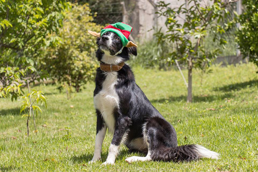 Border collie Nina Border collie Nina