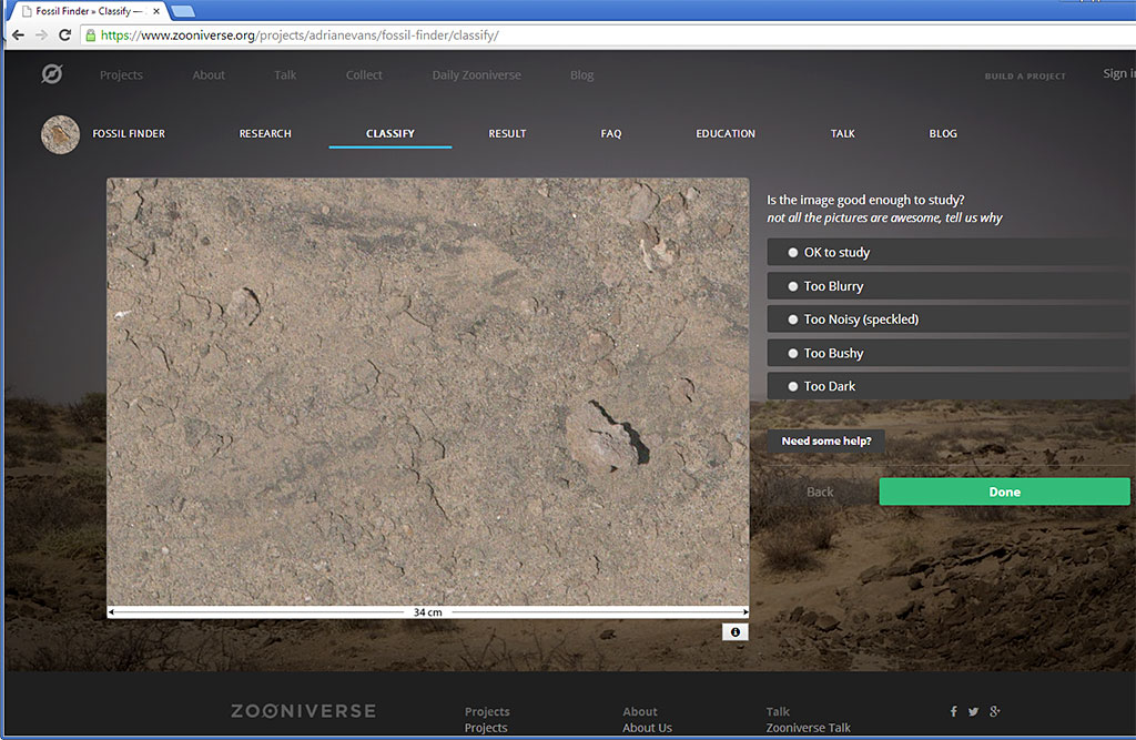 virtual fossil dig