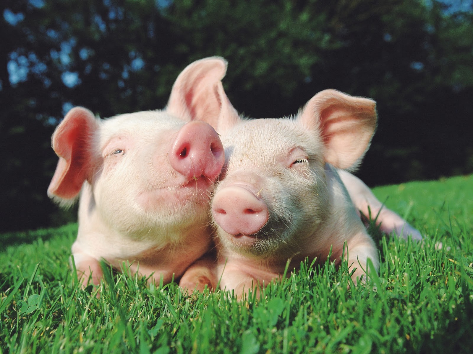 Ser vegan e saudável está ao alcance de todos? - Animaly | Defesa ...