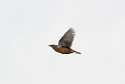 low flying birds list 5