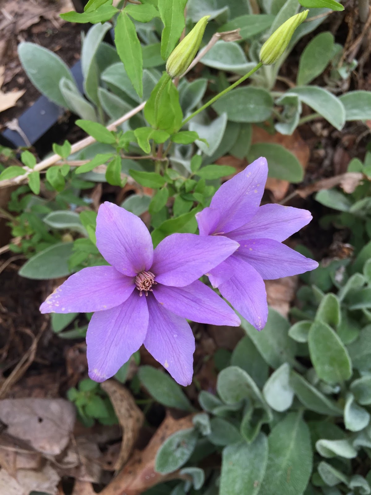 A lifetime supply of plant labels