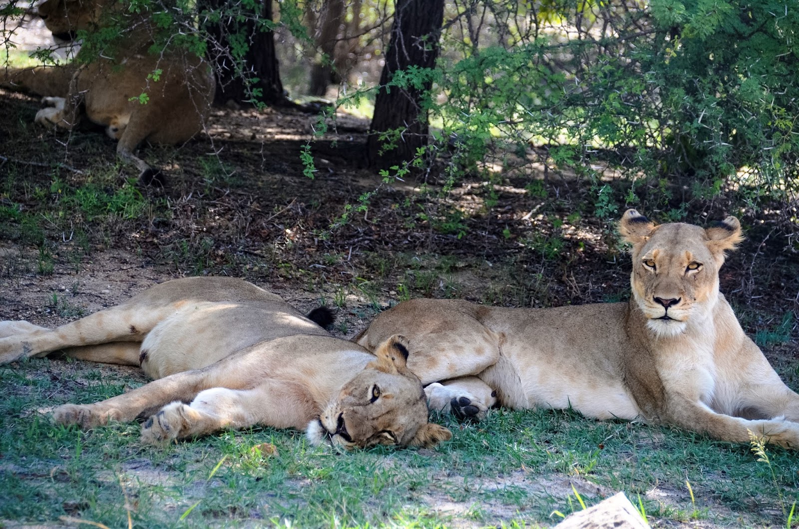 lions in greater kruger