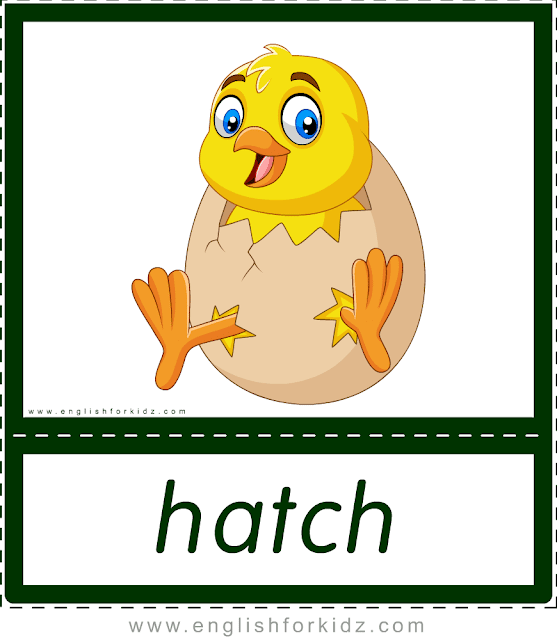 Verb hatch (chick hatching from egg) - printable animal actions flashcards for English learners
