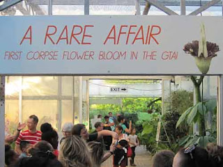 First Corpse Flower To Bloom In The Greater Toronto Area