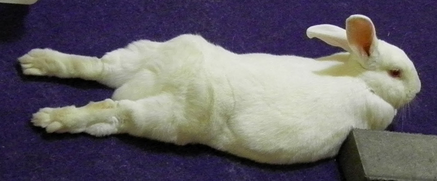 What is your favorite thing that your pet does? : r/AskReddit