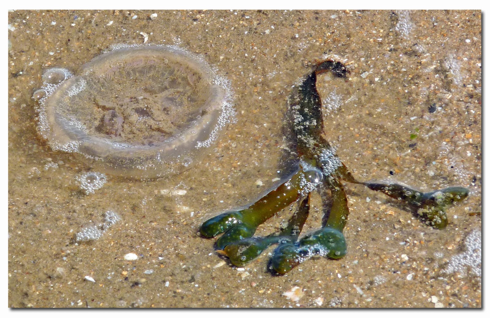 Wild and Wonderful Seasonal First (2) Moon Jellyfish