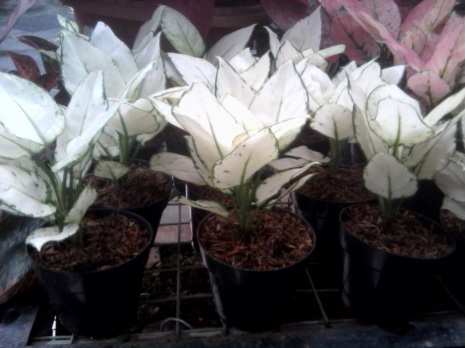 Jual Tanaman Hias Aglonema (Aglaonema) Harga Terbaru | tukang taman