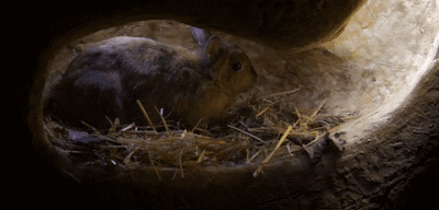 madriguera conejo-común