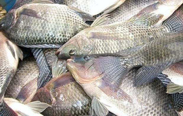 doa-mancing-ikan-ampuh-agar-dapat-banyak