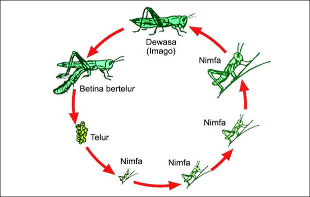 5 Pola Binatang Yang Mengalami Metamorfosis Tidak Sempurna