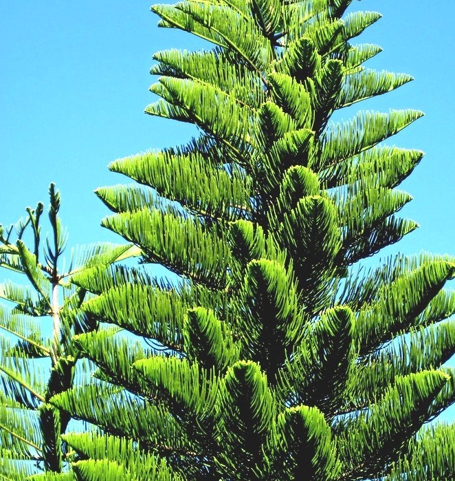 My Reference Araucaria Heterophylla Norfolk Pine In Florida