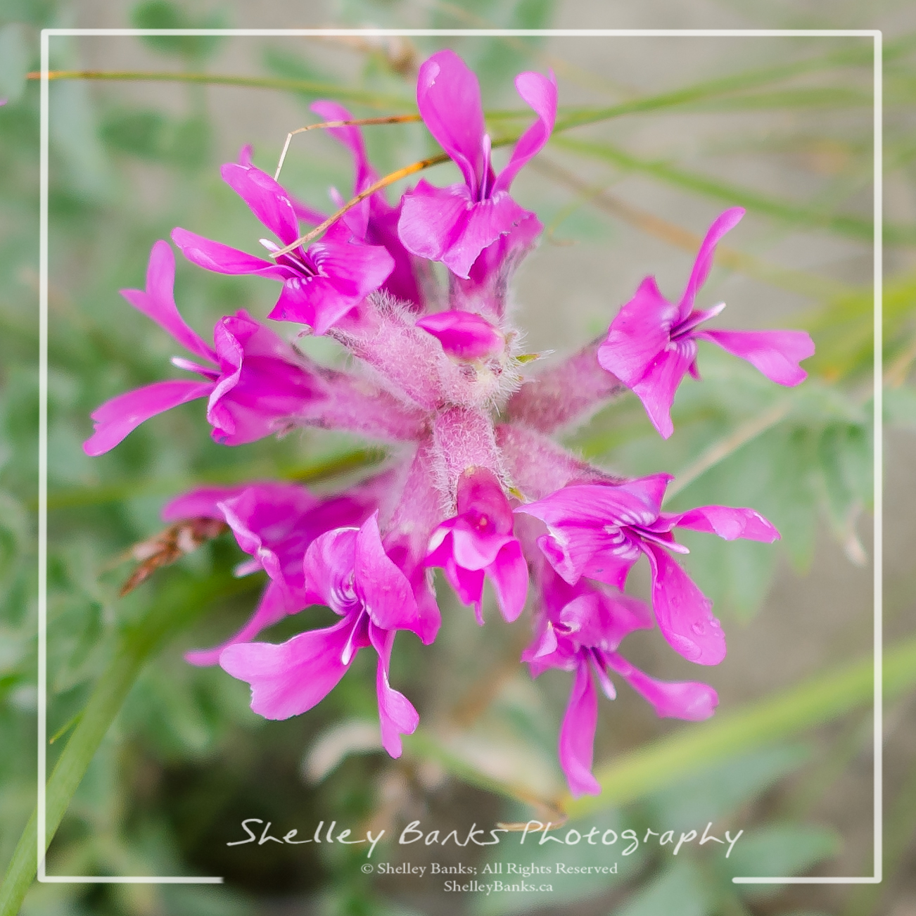 Prairie Wildflowers: Bessey's Locoweed: Low growing with bright pink
