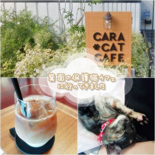 箕面の保護猫カフェCara Cat Cafeで里猫たちとまったり。