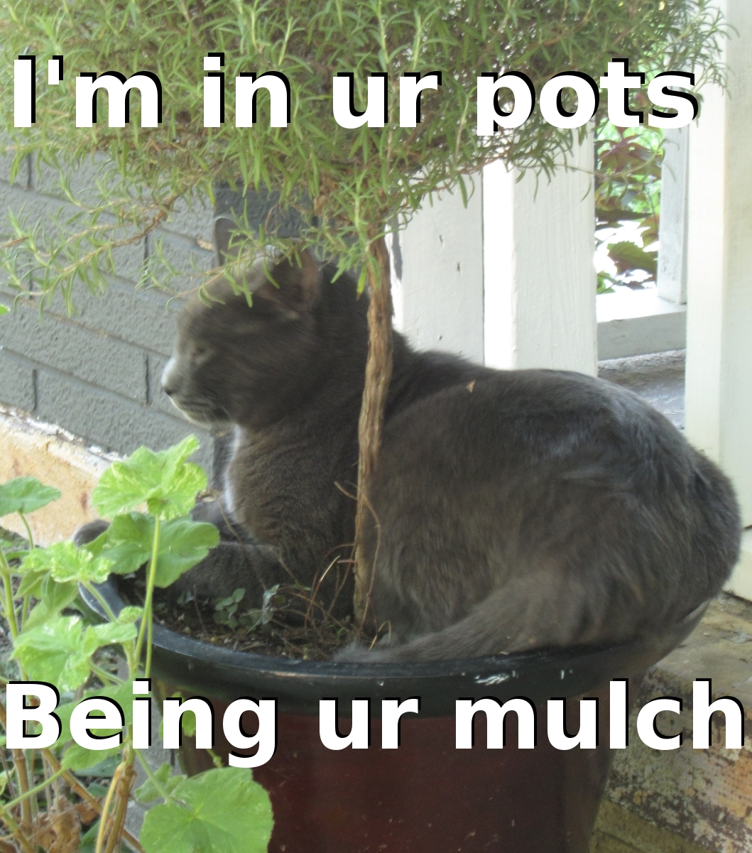 Cats in Gardens Feline Mulch