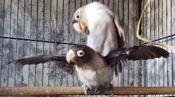 Image Result For Cara Merawat Lovebird Over Birahi Image Result For Cara Merawat Lovebird Over Birahi