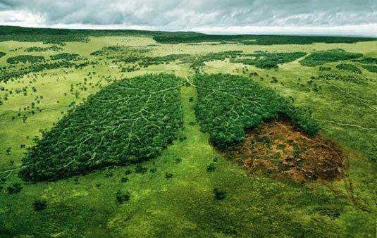 ONF et gestion durable des forêts ?