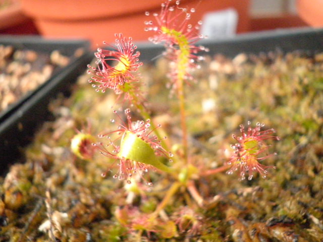 Drosera Anglica