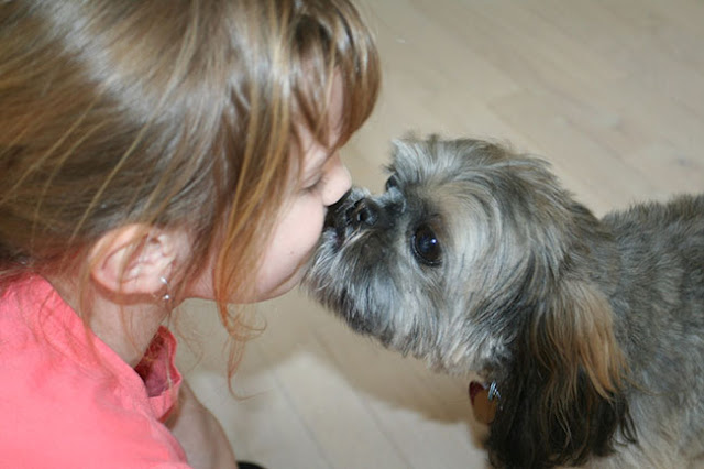 O hálito humano é bom para o shih tzu