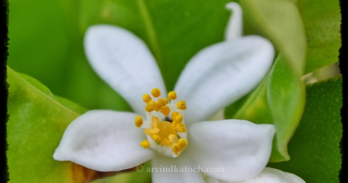 Beautiful White Tea Plant Flowers with Yellow center