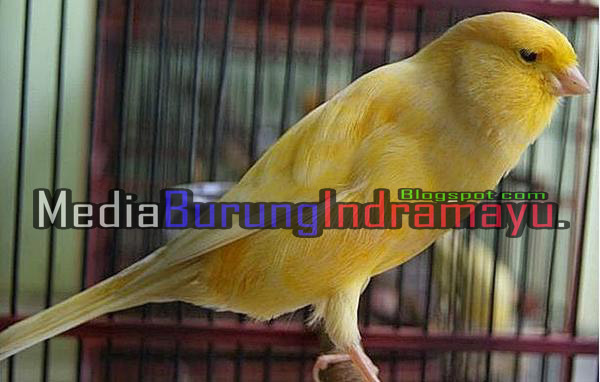 Mengenal Perbedaan Kenari Jenis F1 dan AF Media Burung