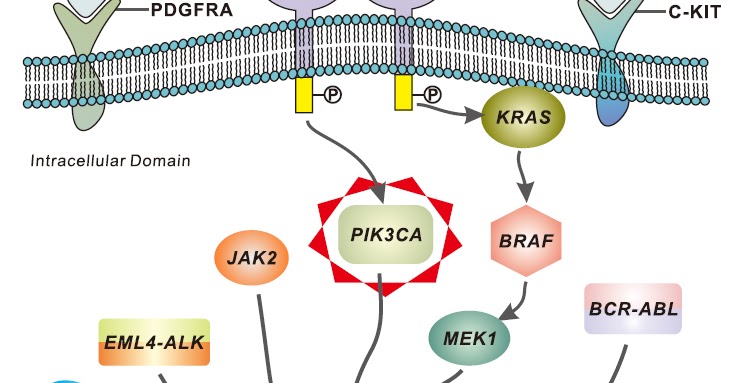 Fascinantes atp metabolismo tácticas