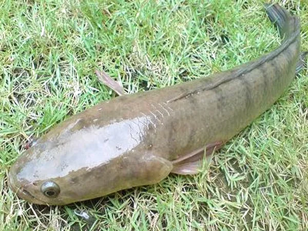 murrel fish, murrel fish farming, murrel fish farming business, commercial murrel fish farming, commercial murrel fish farming business, how to start murrel fish farming business
