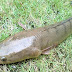 Shol Fish