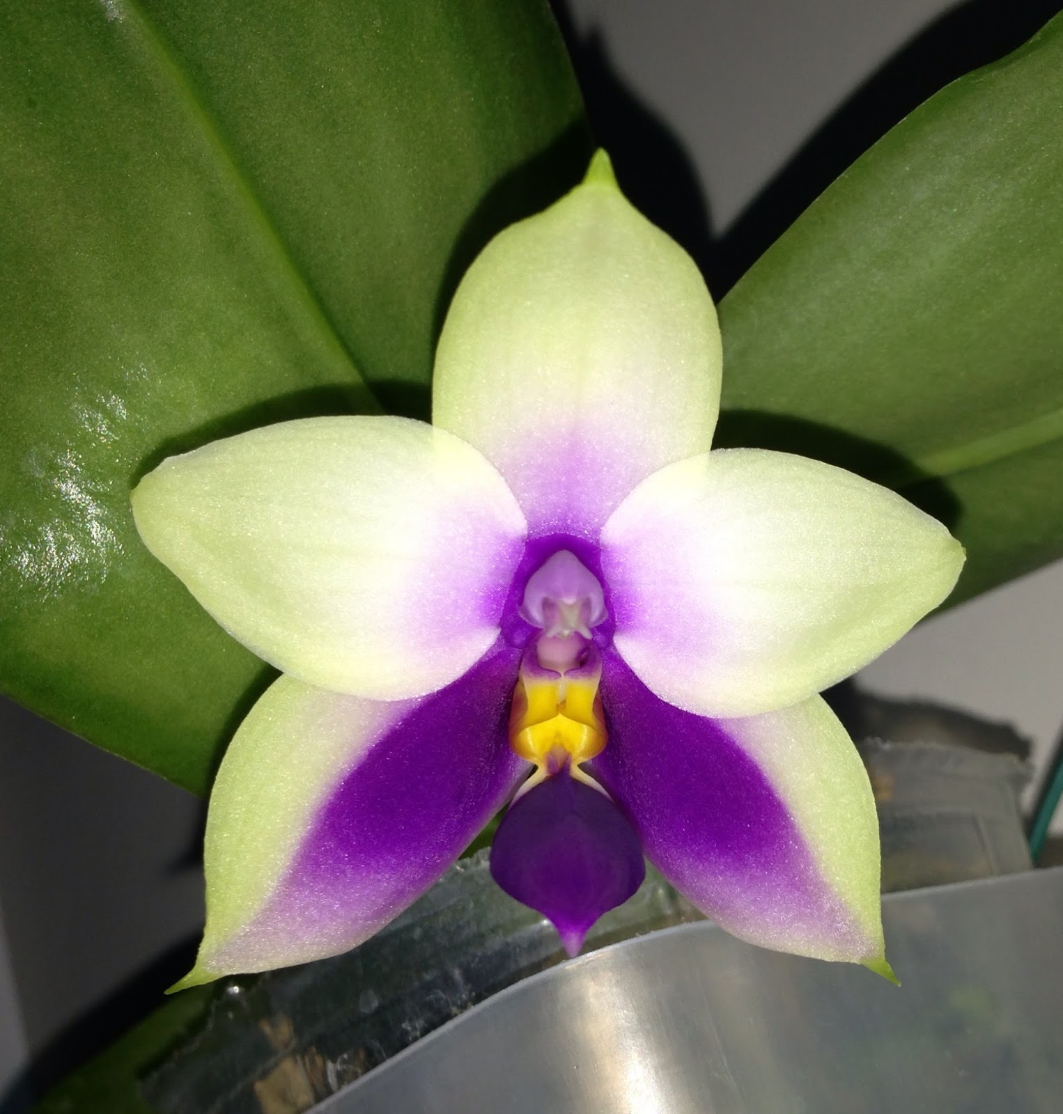 Phalaenopsis of Borneo: Phalaenopsis bellina fma. coerulea