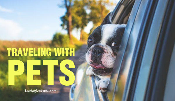 requirements for traveling with pets - traveling with a pet - family travel - air travel with pets
