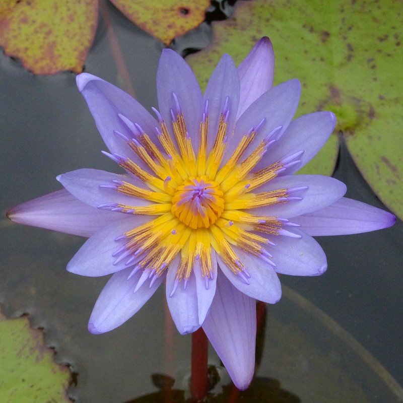 Faaxaal Photos nature gratuites et libres de droits Nymphaea