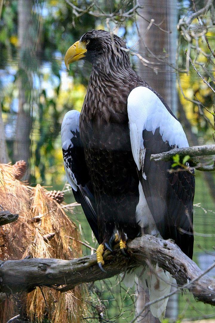 10 of the World's Most Famous Zoos - San Diego Zoo, California, USA 10 of the World's Most Famous Zoos - San Diego Zoo, California, USA