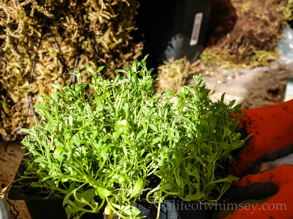 A Life of Whimsey Step by Step How to plant a Moss Basket