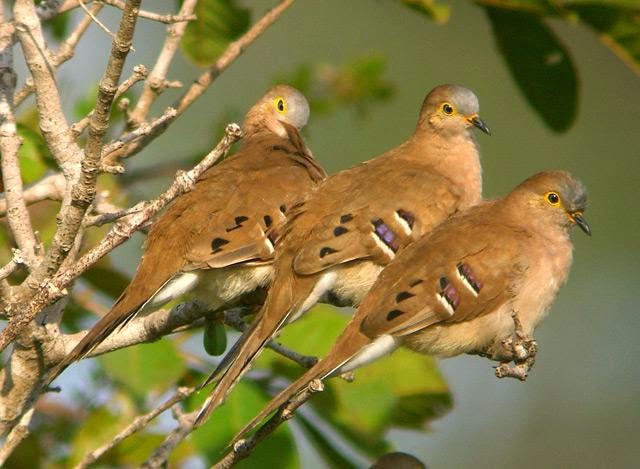 Long tailed ground dove