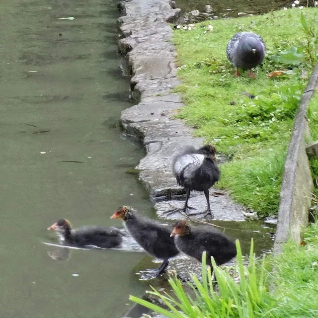 Ducks in pond