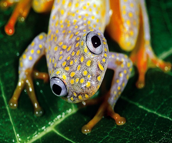 Frogs with beautiful Rainbow Colors! Big Fun The Fun Blog
